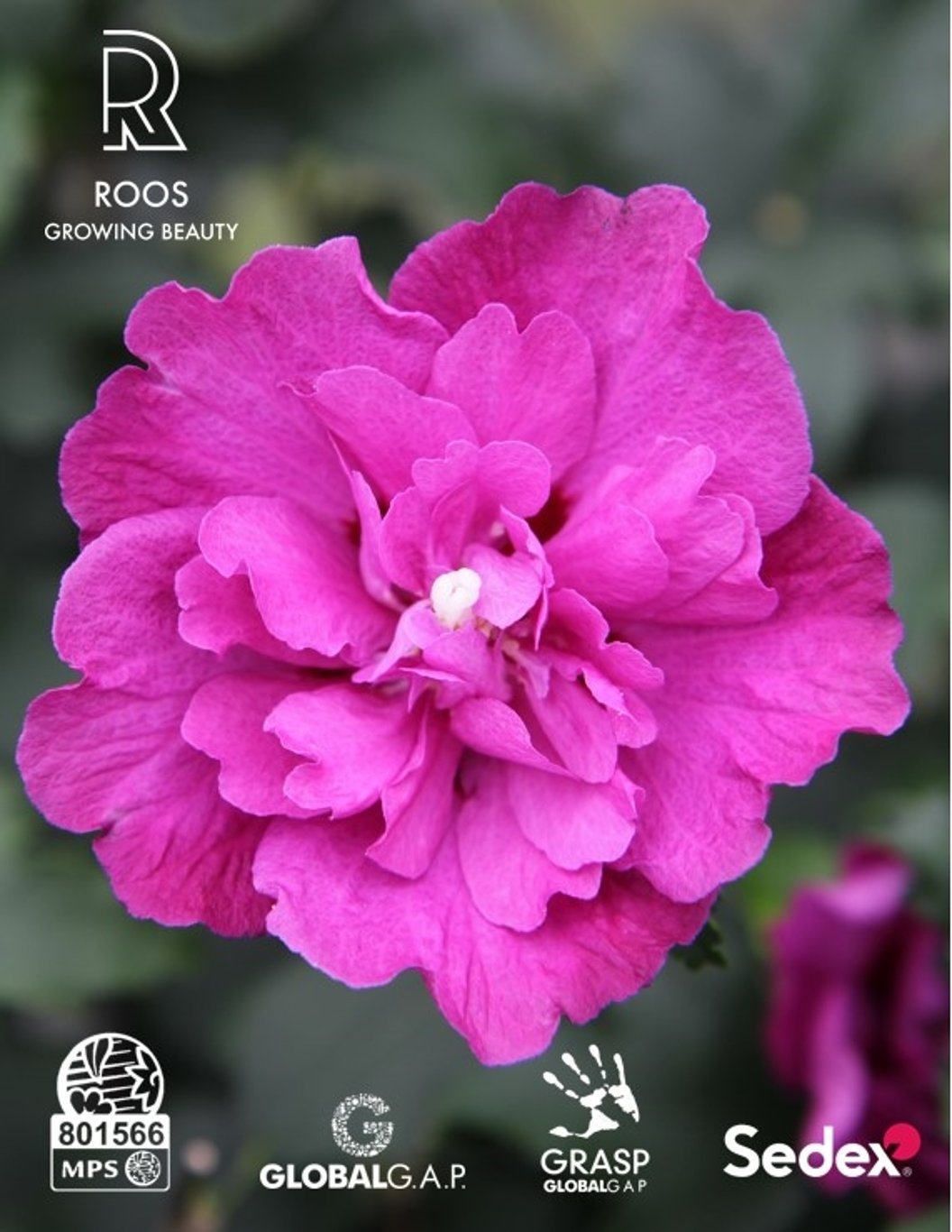 Hibiscus syr. 'Purple Ruffles' - C3